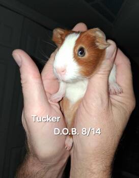 Rescue Guinea Pig Guinea Pigs for Adoption in Utica, Michigan - Tucker | PetCurious